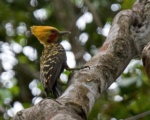 Ochre-backed Woodpecker